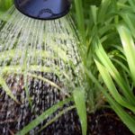 flower-casting-2345515_1920